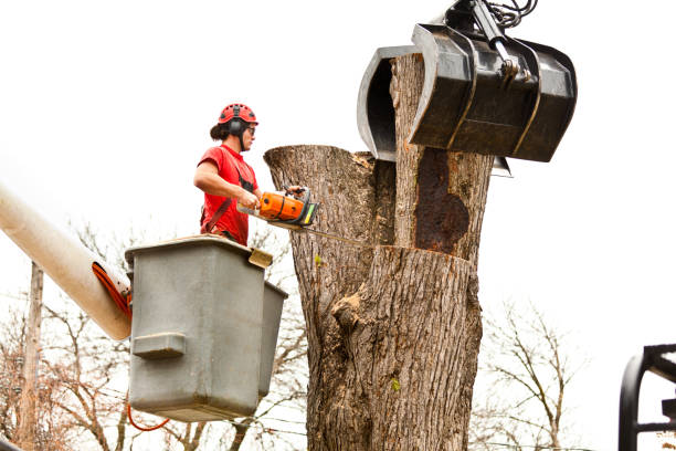 Indian Hills, KY Tree Care Company